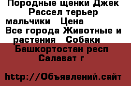 Породные щенки Джек Рассел терьер-мальчики › Цена ­ 40 000 - Все города Животные и растения » Собаки   . Башкортостан респ.,Салават г.